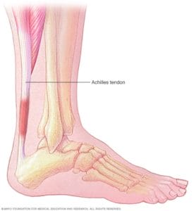illustration showing achilles tendon